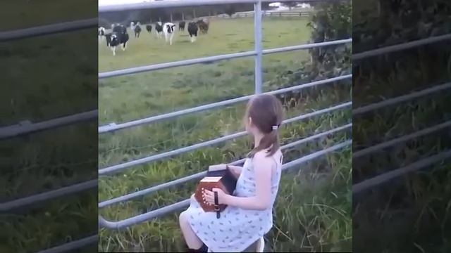 😍Стадо коров услышало музыку!

И никаких усилий прилагать не нужно, чтобы всех позвать