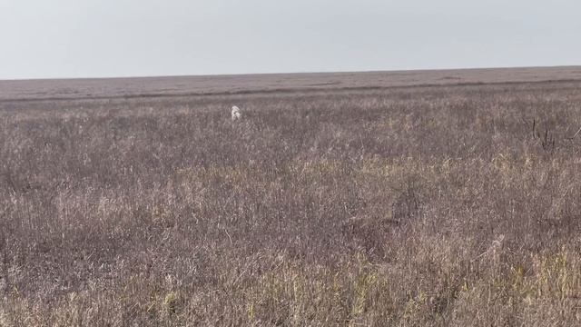 Федора