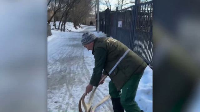 Весенний бэби-бум: в «Лимпопо» появился на свет птенец эму и два кенгуренк