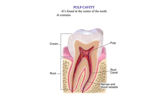 Structure of the Tooth