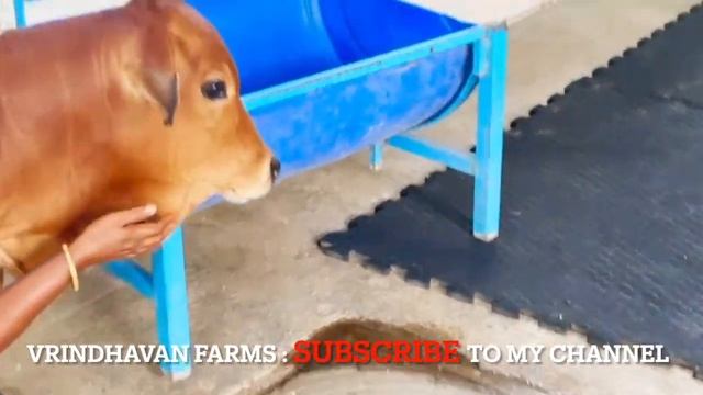 MY CUTE PUNGANUR COW COLLECTION : SUBSCRIBE