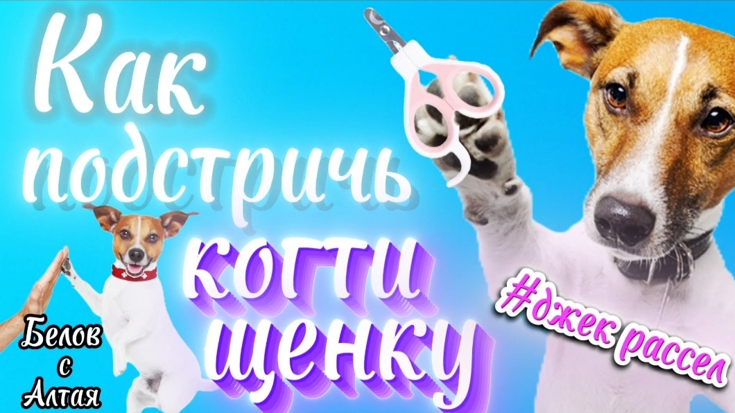 Первый раз подстригаем когти нашей собачке |   #джекрасселтерьер