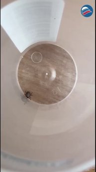 Ранняя весна в Подмосковье: клещи активно выходят из спячки