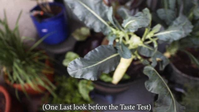 Broccoli in Containers | Growing & Harvesting with Taste Test!
