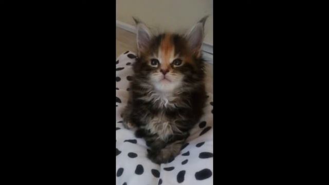 Duetto de los gatos de G. Rossini (1792-1868)