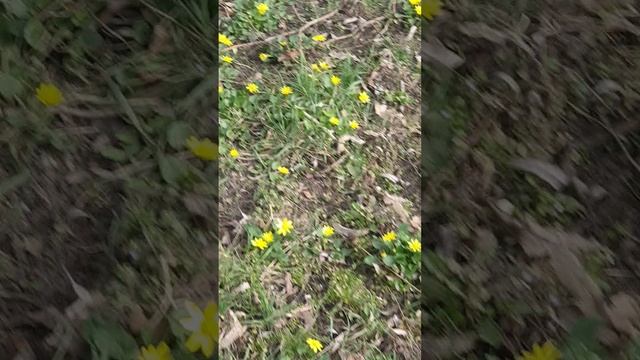 13-03-2025 весенние цветы