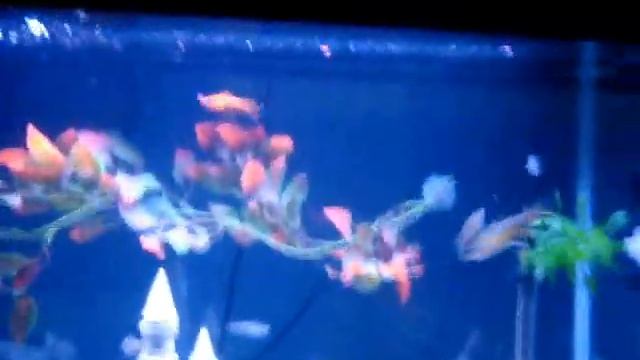 29 Gallon community fish tank video #2