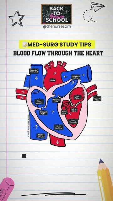 Do You Know The Blood Flow Through The Heart? ❤️ Save This For Later! #cardiac #nursingnotes #blood