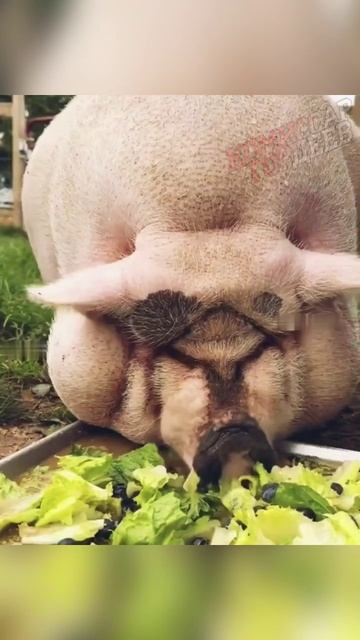 Спикер Верховной усрады Свинофчук осваивает бюджет🐖