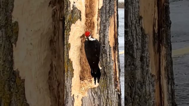 🌳Работа дятла вблизи!