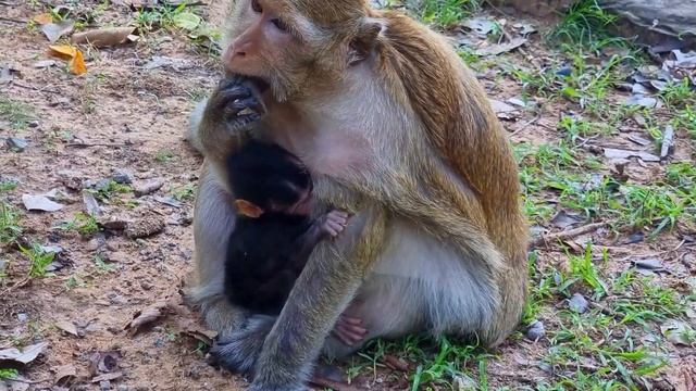 Very nice clip! old mother Smart teaching beautiful young baby monkey