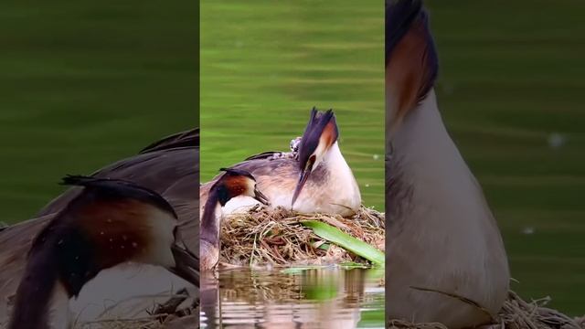 1000092794.mp4