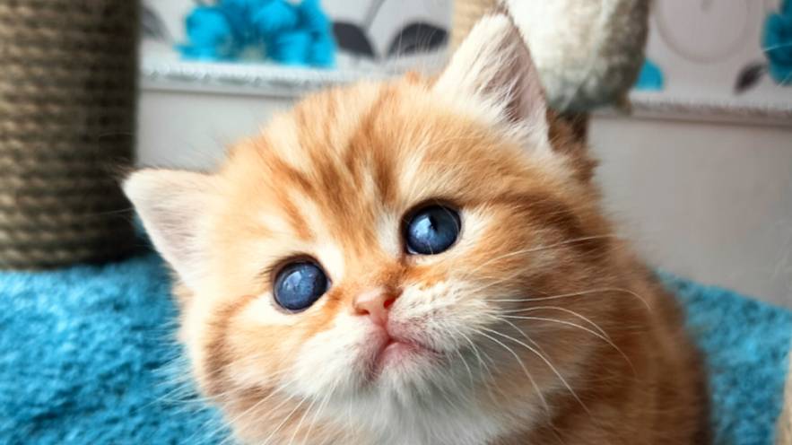 Кошечка шоколадный мрамор на золоте