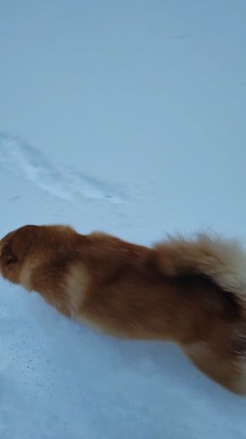 Лиса на рыбалке🐕готова идти на любое движение, лишь бы в лес