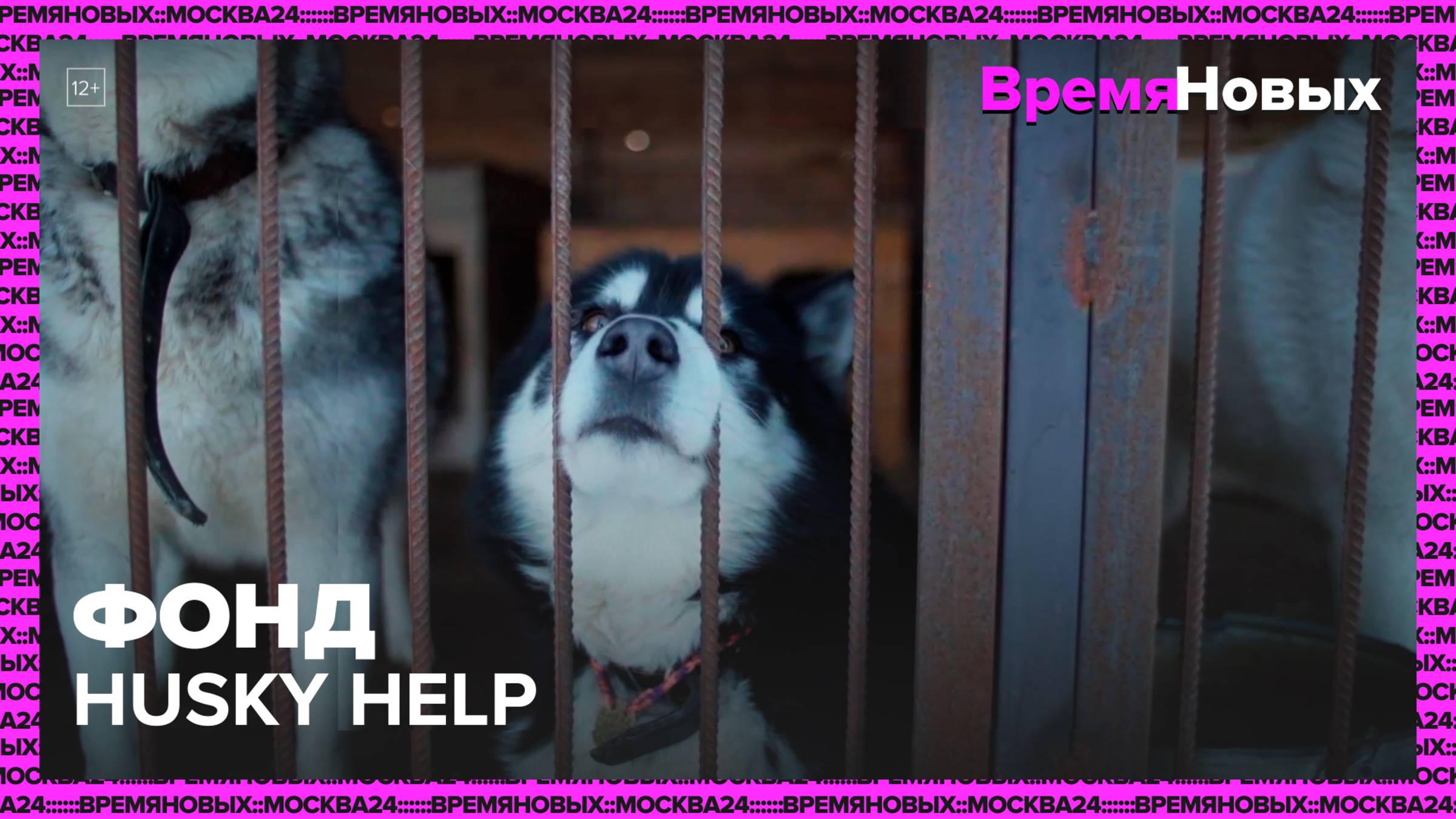 Фонд Husky Help|Время новых — Москва 24|Контент