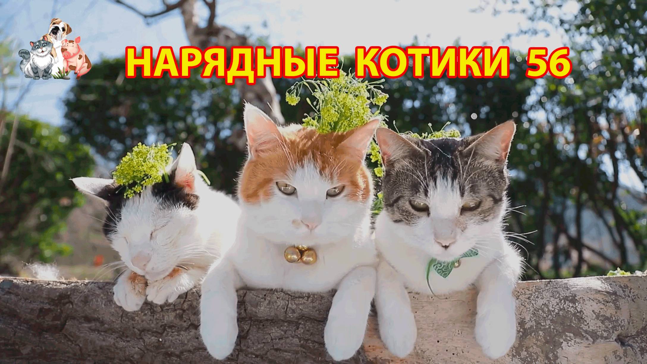 Нарядные Котики расслабляются на солнышке 🌞 🐈🐈⬛🐈 (56)
