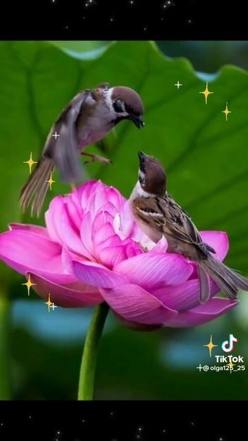 ☀☀☀ красивые птички природа наслаждение покой гармония 🕊🦜☘️🍀💕💖💞