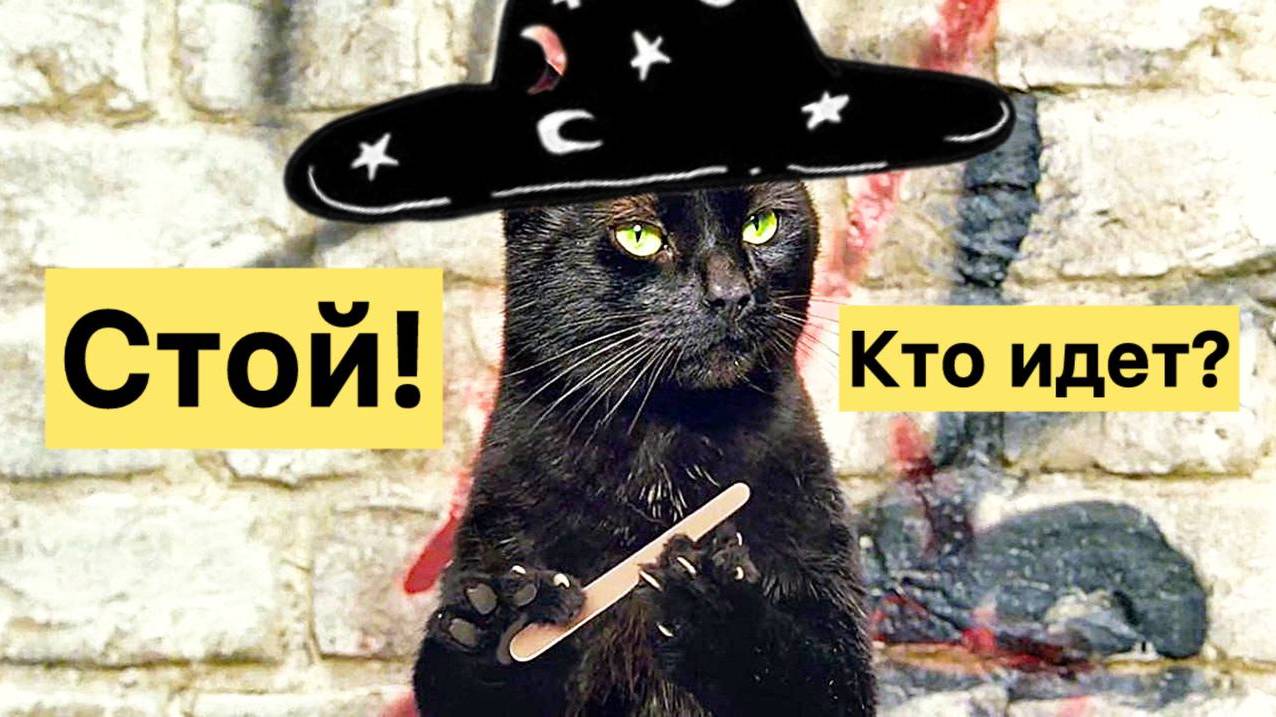 Черный кот перешел дорогу: Удача или неприятность
