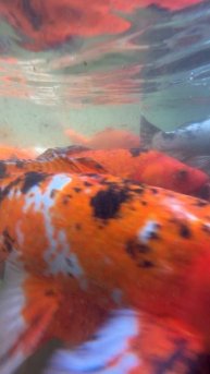 Подводный мир