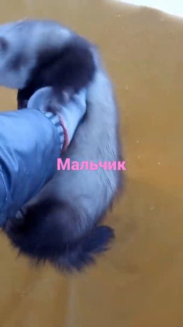 #хорьки