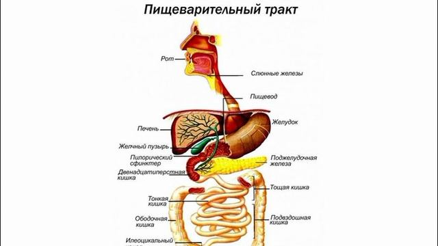 Здоровое питание - 1 часть