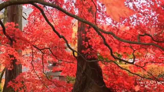 Soothing Nature Sounds & Ambient Music | Relax, Sleep & Focus