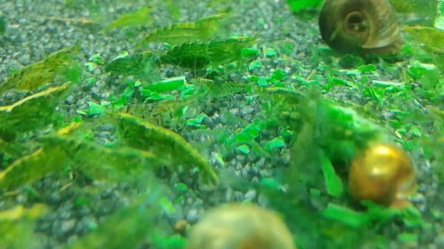 Neocaridina davidi green jade