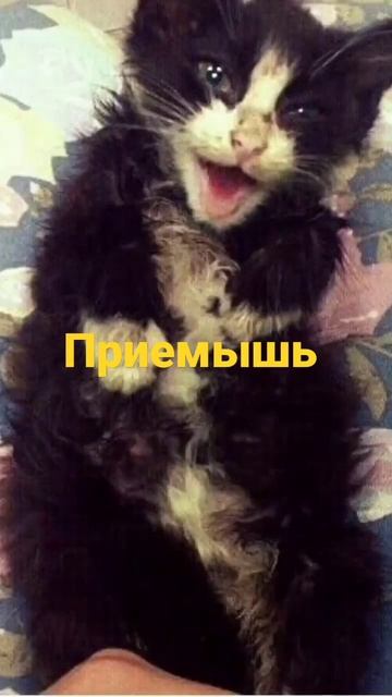 Жена подобрала Белку 7 лет назад #подкидыш #кошка #бездомныеживотные #кошки #бедная
