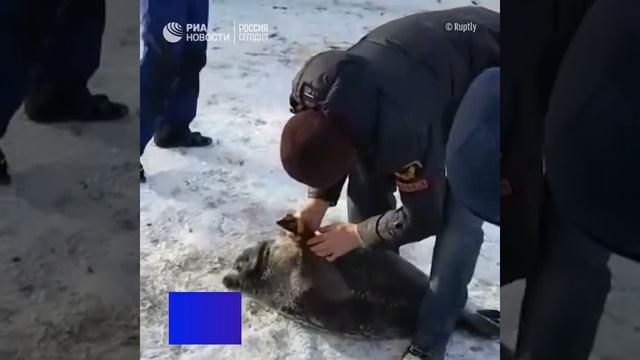СПАСАТЕЛИ СПАСЛИ РАНЕНУЮ НЕРПУ