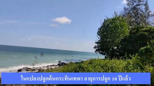 CR64313   หาดสวยทะเลใส 4-1-4 ไร่ ที่ อ.ท่าศาลา จ. นครศรีธรรมราช