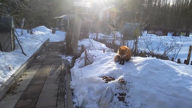 Мартовский лисёнок. Потягивается, зевает, отдыхает.