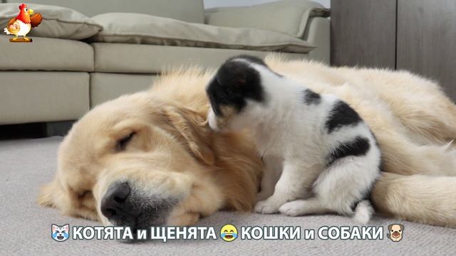 Котята и Щенята 😹 Кошки и Собаки ❣️🥰😂 (18)