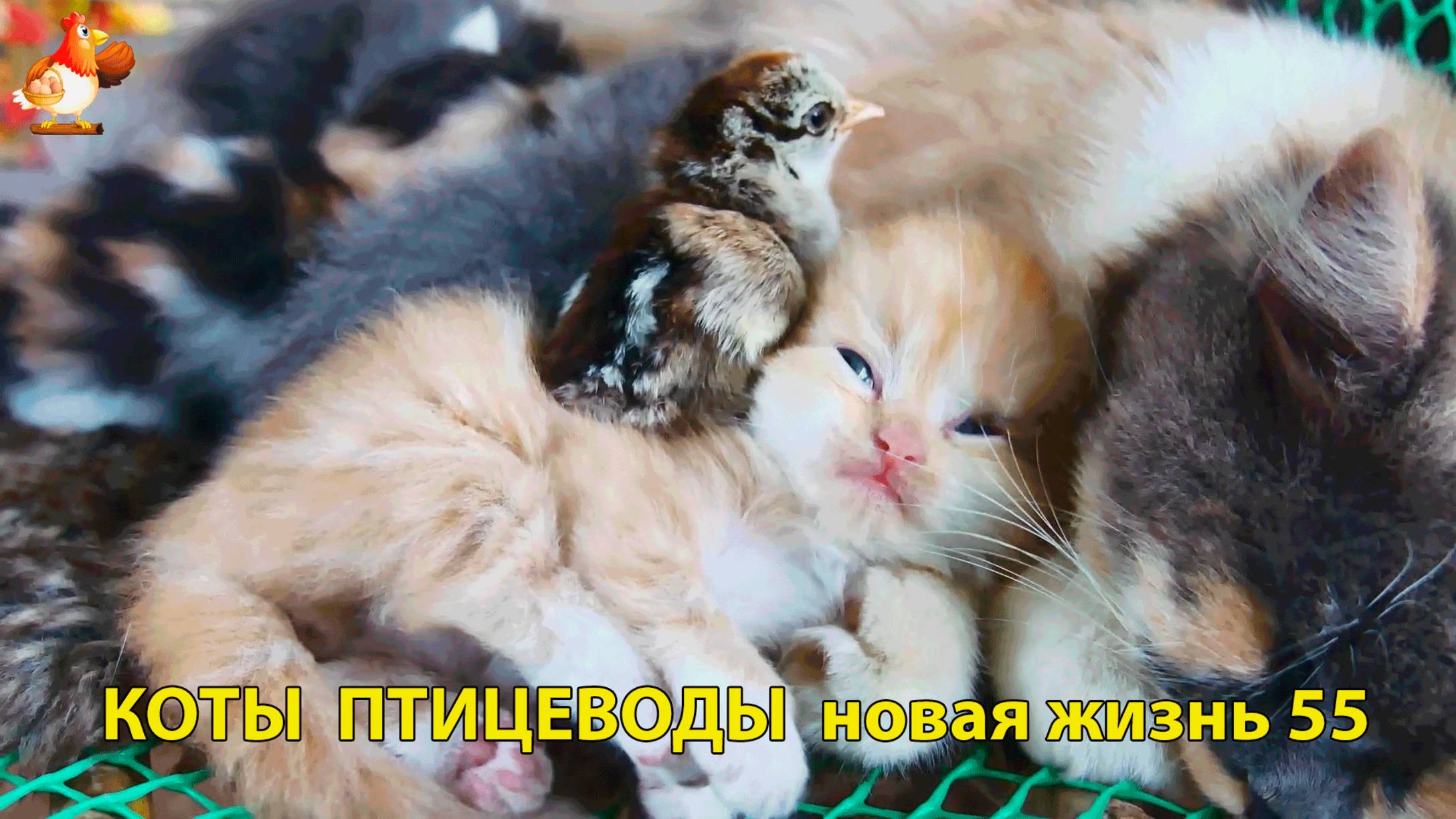 Коты птицеводы со своими подопечными 😹🐈🐈 Новая жизнь – выпуск (55) ❣️🤗😂