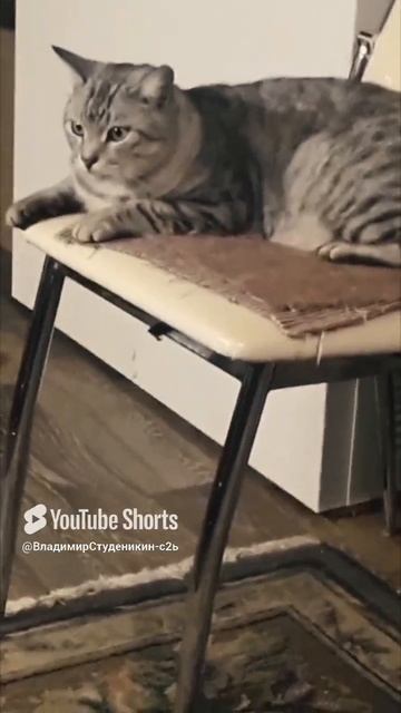 Поиграли - попили 🍻 🐯🦁🐅🐆🐈🐈_⬛