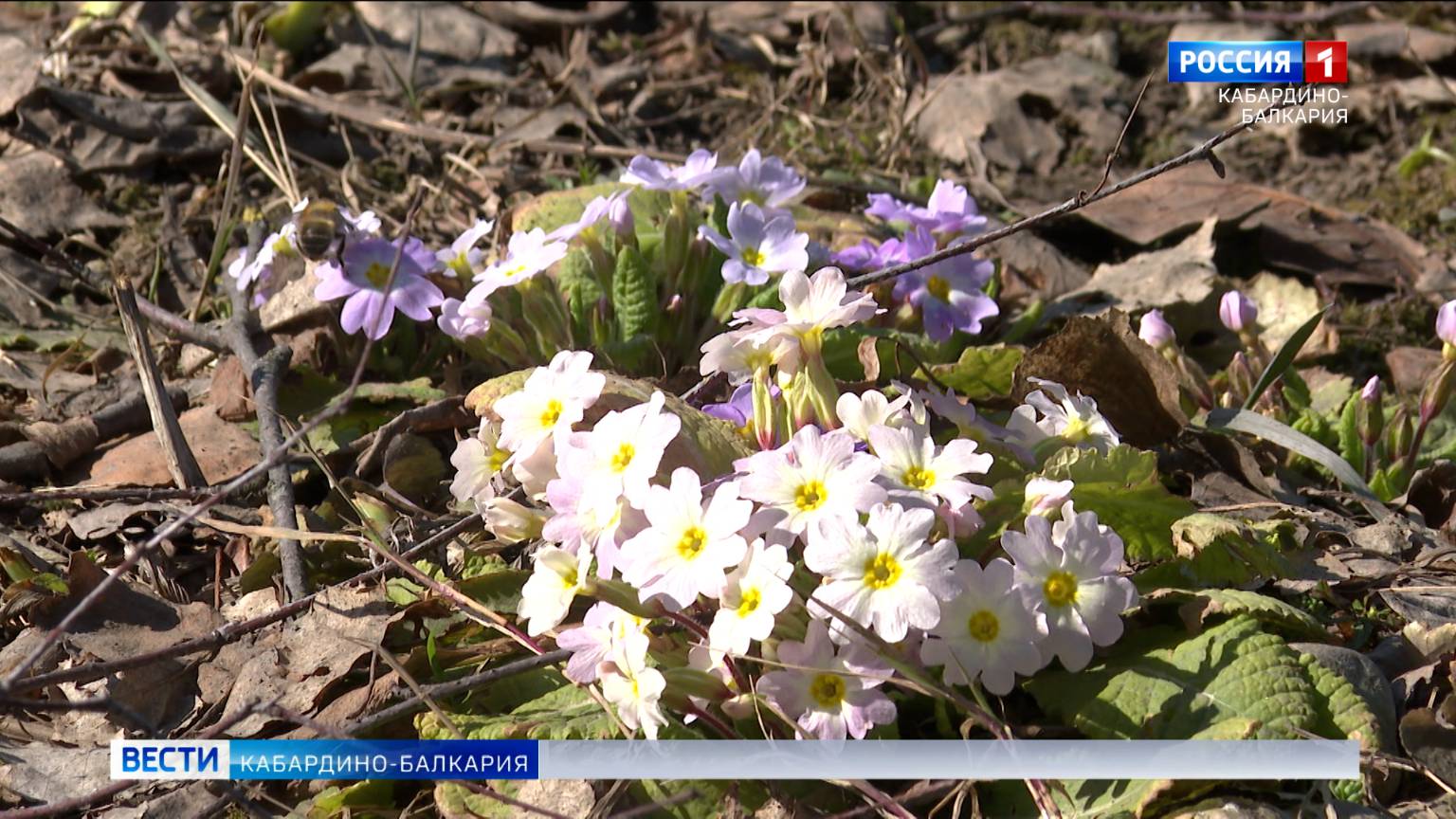 В КБР распускаются первые цветы