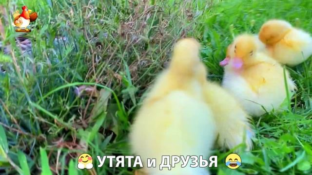 Утята с друзьями – мир нежных эмоций 🤗 эпизод (84)