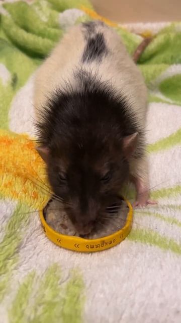 Красавчик Емельян кушает кашу. #animal #животные #rat #крыса #крысы
