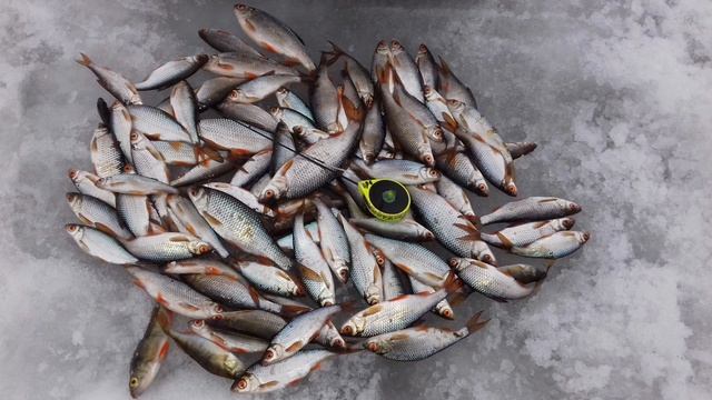 Сегодня порыбачил на Карьере🎣 Мормышка 2 мм. Леска 0,085 мм.