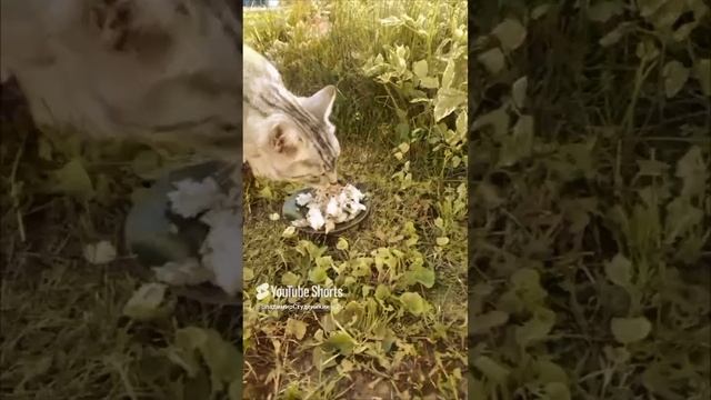 Игры на столе и др🦁🐯🐅🐆🤣🤪