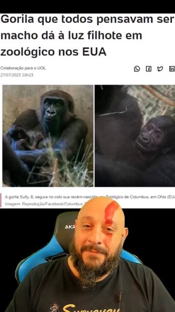 Gorila "macho" da a luz a filhote no zoológico dos EUA #biólogohenrique #animais #biologia