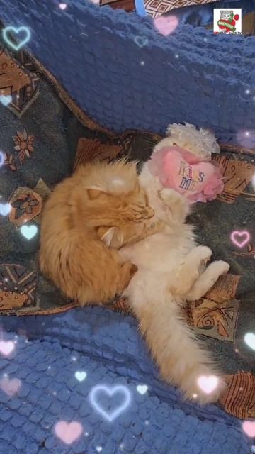 Когда приходит к нам Любовь 🌞😻💓😽🌎