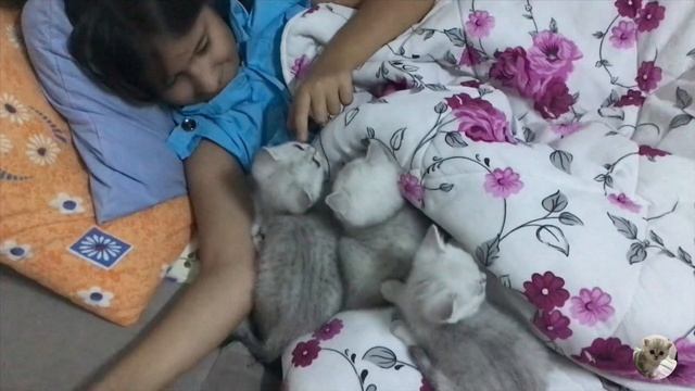 НЕВЕРОЯТНАЯ ЛЮБОВЬ КОТЯТ И РЕБЁНКА 💖 | МУСЯ УШЛА В ОТПУСК😉