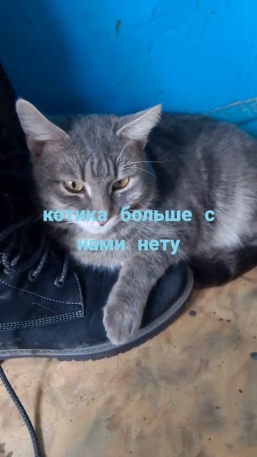 13-03-2025котик