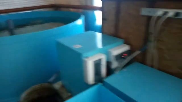 Осетр домашний УЗВ