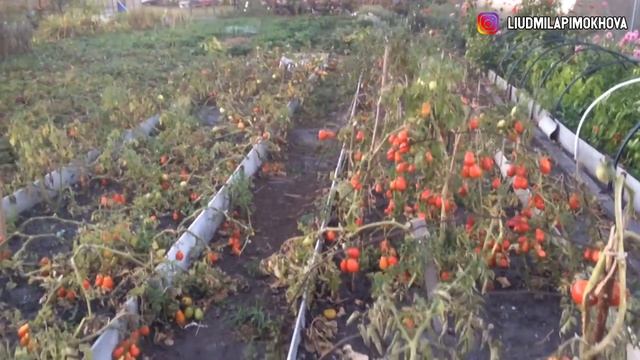 ПОМИДОРЫ В ОТКРЫТОМ ГРУНТЕ. СБОР УРОЖАЯ 2018