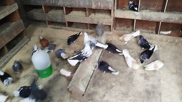 Мои лётные голуби.