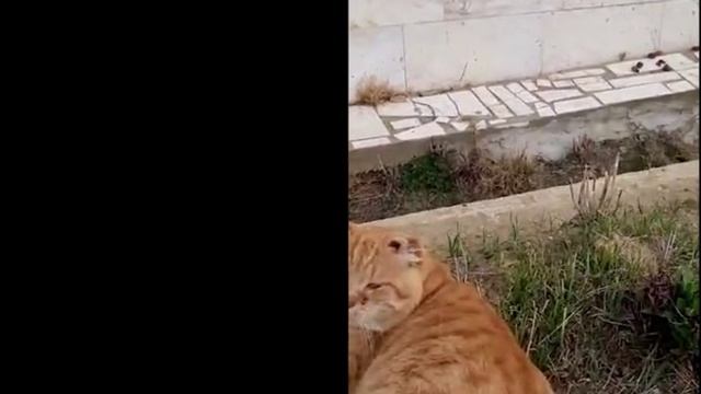 Кот-Хатико, шесть лет прожил на могилке своего хозяина —