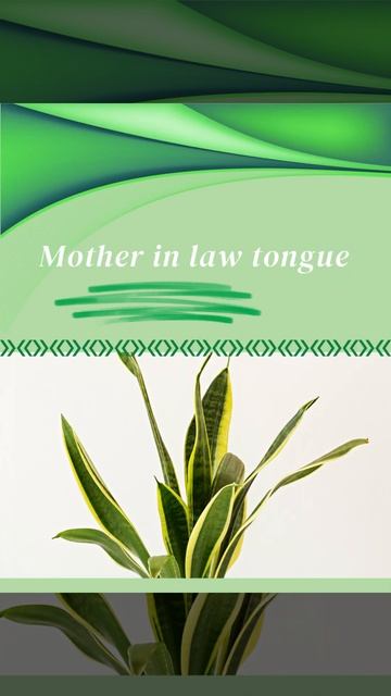 wright at home - 6 Indoor Plants that are easy to take care of