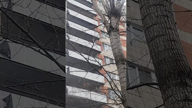 Нарушения мусина