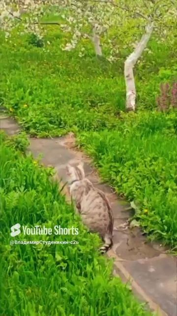 Дачные Истории 🦔🐅🐆🦁🐯🤣🤪🌅